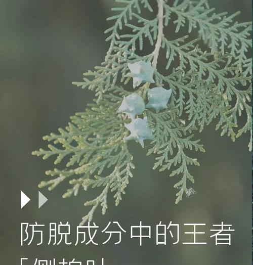 侧柏树叶子发黄的恢复方法是什么？