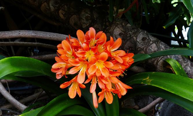 君子兰二箭开花的特征是什么？