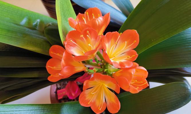 君子兰二箭开花的特征是什么？