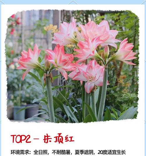 南向阳台最适合养什么花？推荐几种适合南阳台的花卉品种？