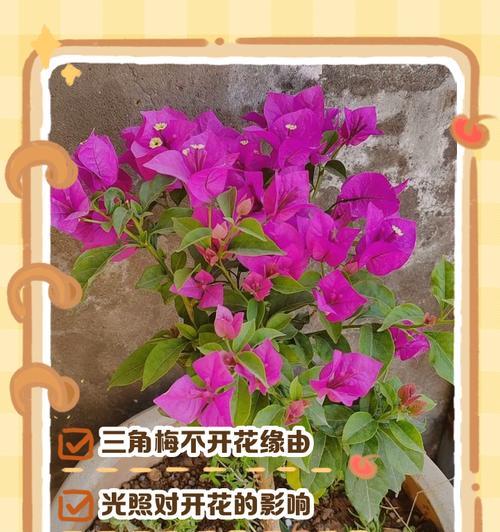 三角梅为何总是顶部开花？