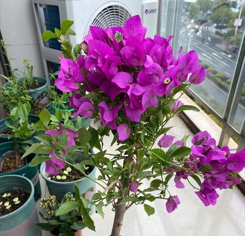 三角梅为何总是顶部开花？