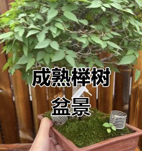 榉树盆景的培养和养护技巧是什么？