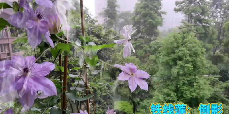 铁线莲倒影只有一个分支？修剪方法是什么？