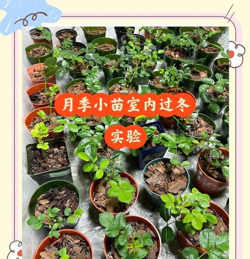 月季花室外盆栽如何安全过冬？