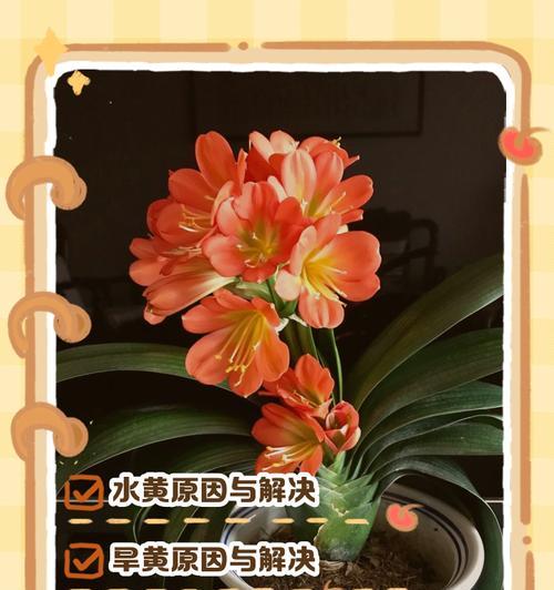 君子兰叶片干尖发黄的原因及解决方法？