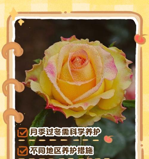 月季花室外盆栽如何安全过冬？
