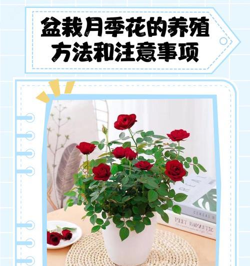 月季花室外盆栽如何安全过冬？