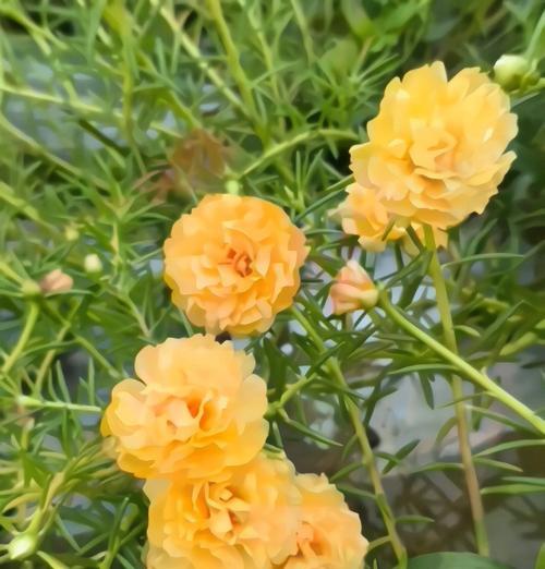 阳台早晨阳光下适合种植哪些花卉？