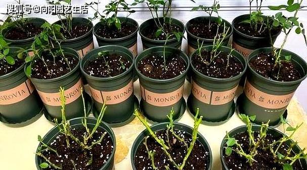 月季发根的正确培养方法有哪些？