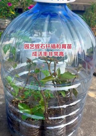 月季发根的正确培养方法有哪些？