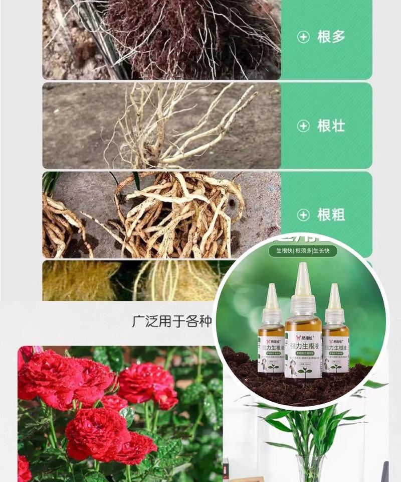 月季发根的正确培养方法有哪些？