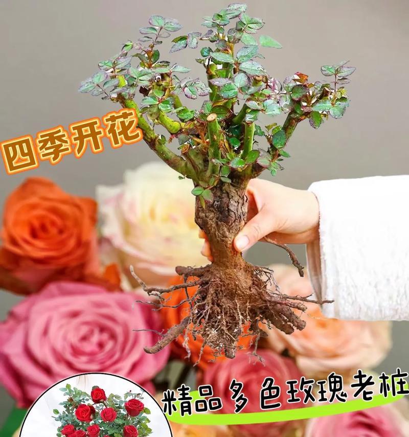 盆景长出芽点的秘诀是什么？