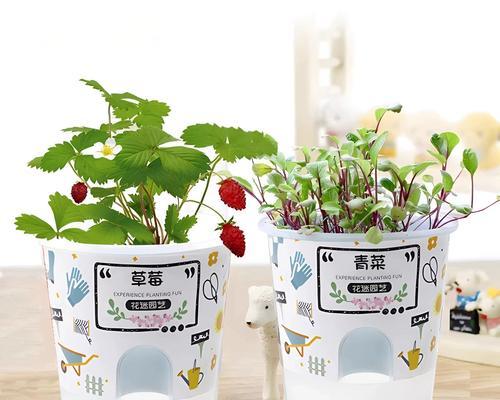 盆景长出芽点的秘诀是什么？