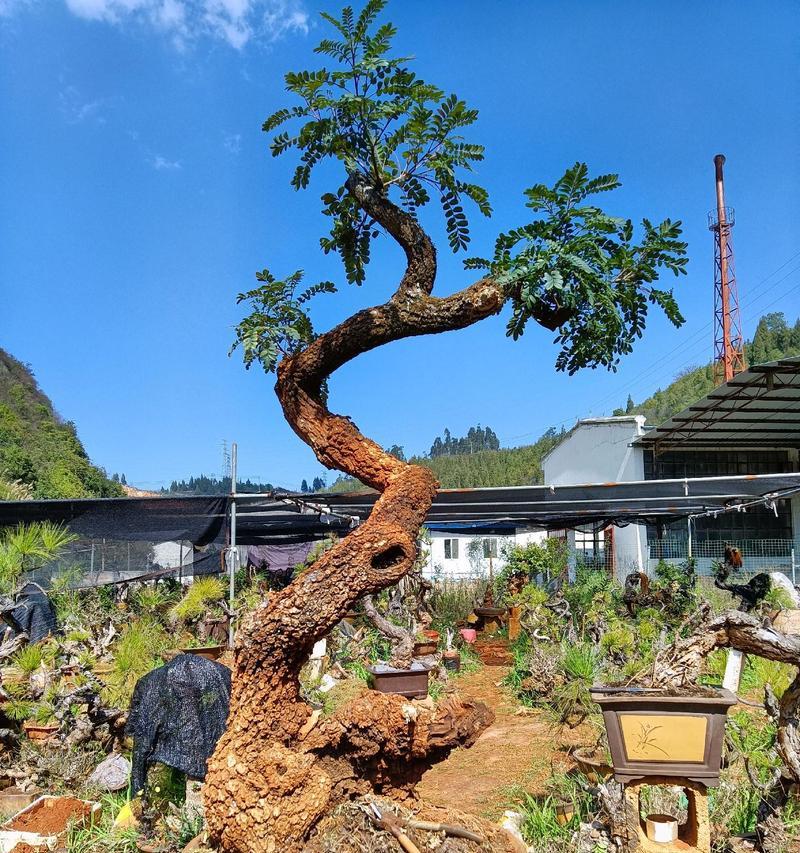 盆景长出芽点的秘诀是什么？