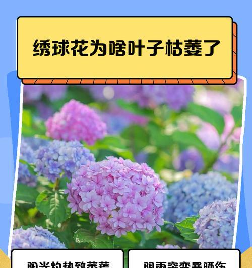 绣球花叶子一半发黄的原因是什么？如何解决绣球花叶子发黄问题？
