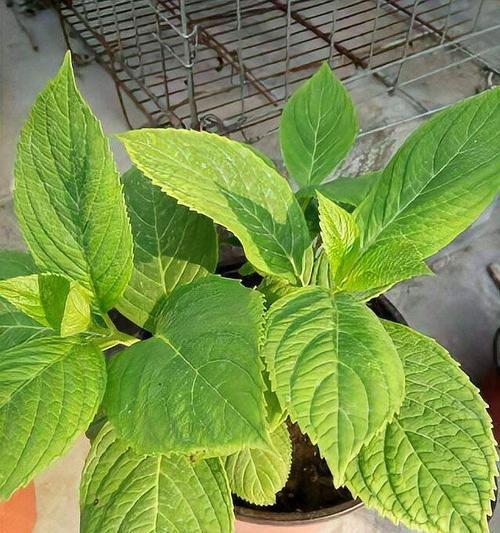 绣球花叶子一半发黄的原因是什么？如何解决绣球花叶子发黄问题？