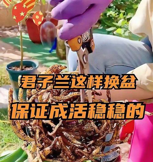 君子兰地面种植方法？如何确保成活率？
