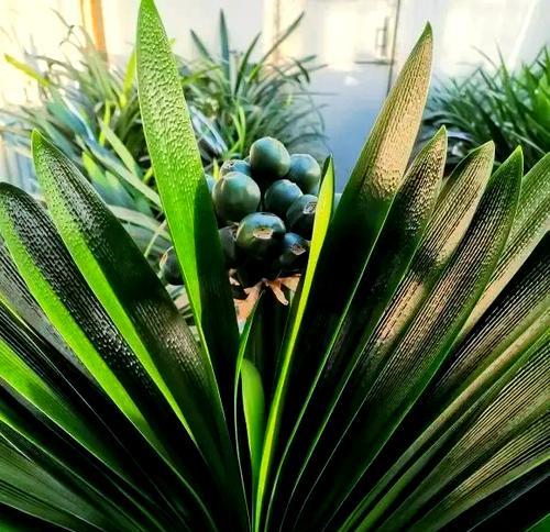 君子兰地面种植方法？如何确保成活率？