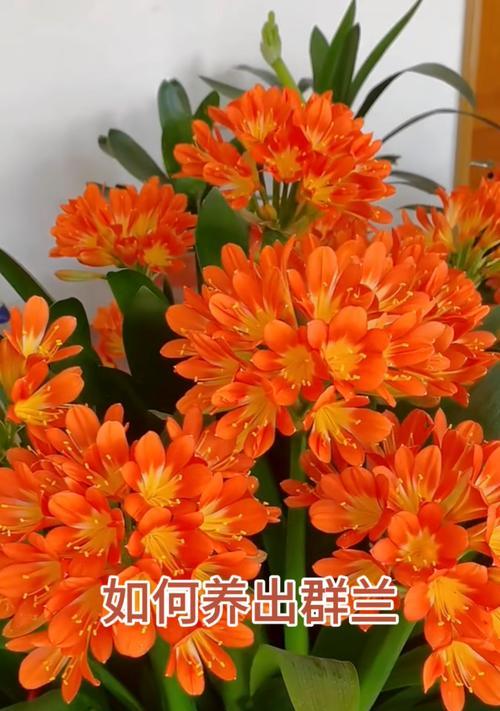 君子兰地面种植方法？如何确保成活率？