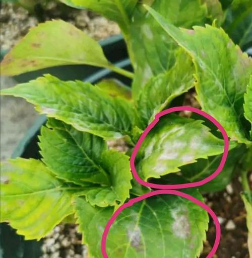 绣球花叶子一半发黄的原因是什么？如何解决绣球花叶子发黄问题？