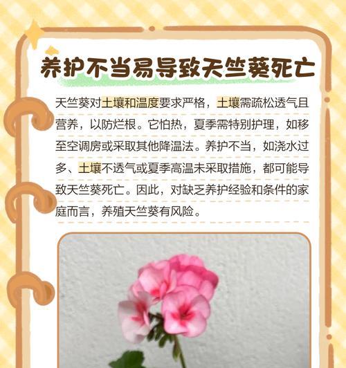 天竺葵枝条发黑怎么办？如何预防和处理天竺葵枝条发黑？