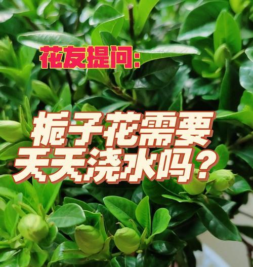 新栽栀子花叶子发黄的处理方法？