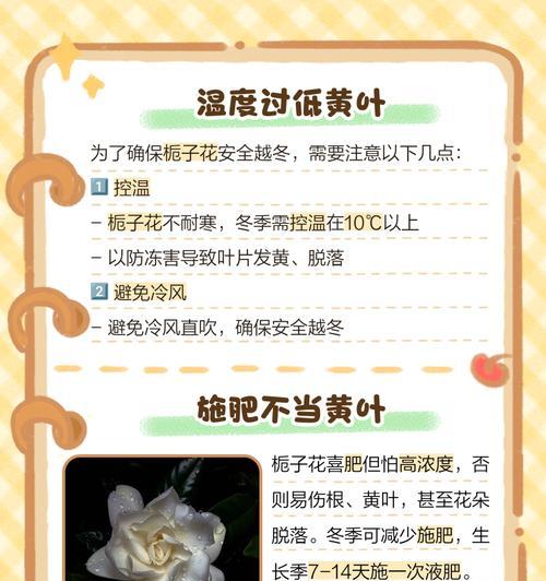 新栽栀子花叶子发黄的处理方法？