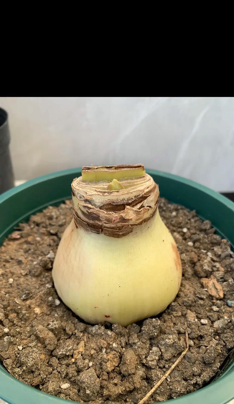 朱顶红用什么根茎膨大剂？朱顶红生长促进剂的选择和使用方法是什么？