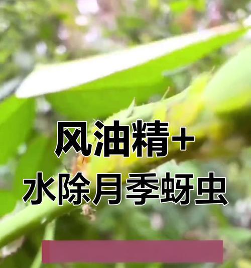 月季叶子发黄是由蚜虫引起的吗？如何有效处理？