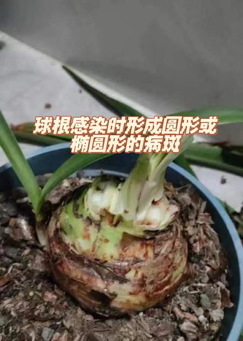 朱顶红用什么根茎膨大剂？朱顶红生长促进剂的选择和使用方法是什么？