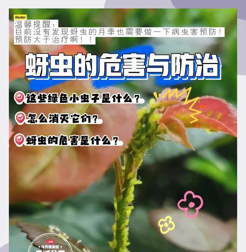 月季叶子发黄是由蚜虫引起的吗？如何有效处理？