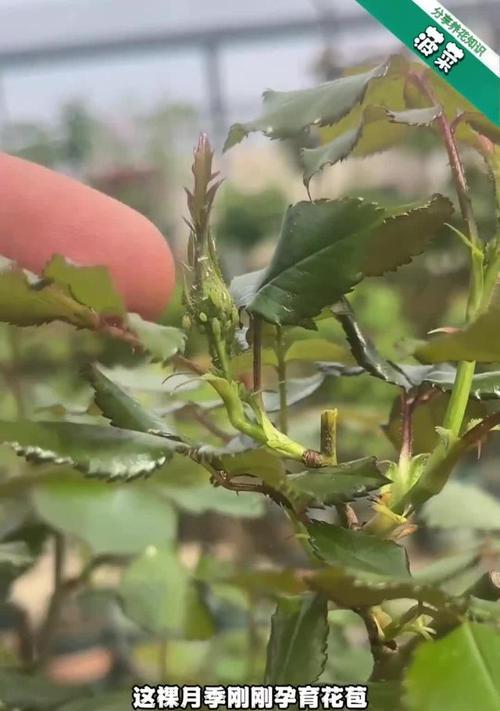 月季叶子发黄是由蚜虫引起的吗？如何有效处理？