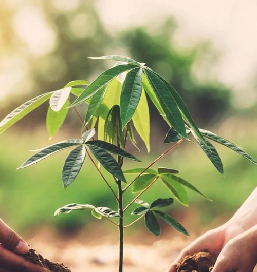 自然教育播种的目标是什么？意义何在？