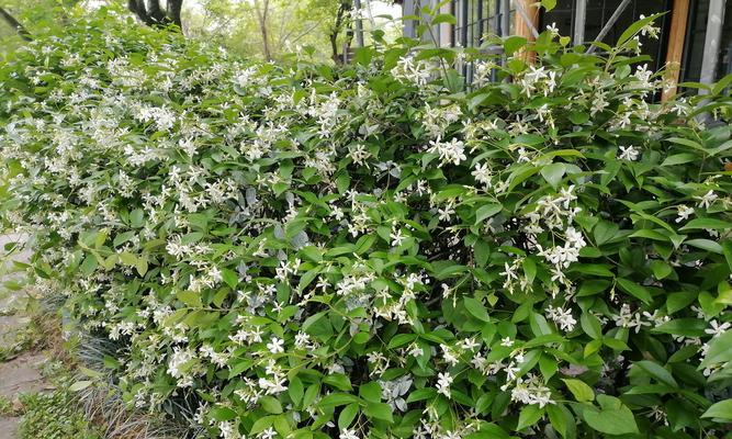 阳台种植的花为何不活而地栽却可以？原因何在？