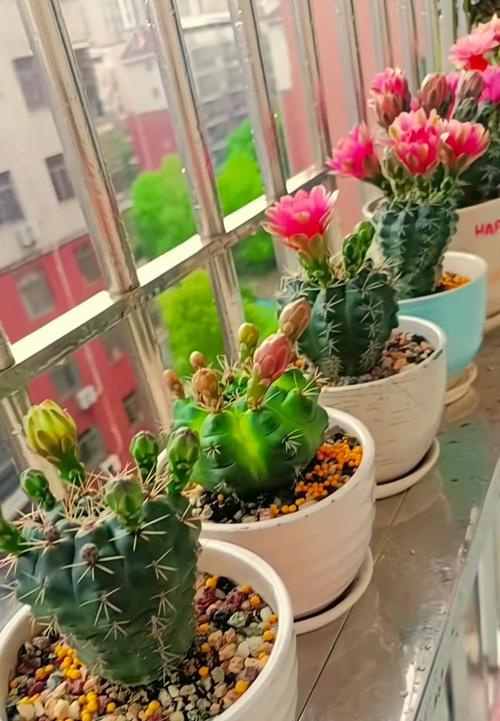 阳台种植的花为何不活而地栽却可以？原因何在？