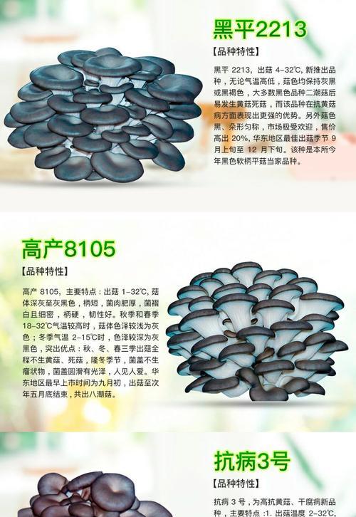 草菇二次栽培技术要点有哪些？如何提高产量？