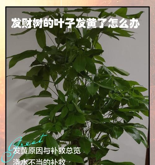 发财树换盆后叶子发黄如何处理？