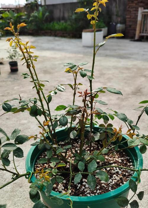 月季压枝繁殖快速生根的方法是什么？