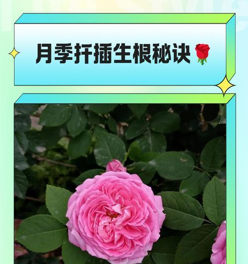 月季压枝繁殖快速生根的方法是什么？