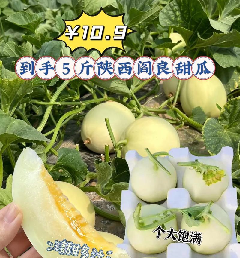 甜瓜种植初期浇水方法是什么？如何保证水分充足？