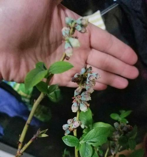 黑珍珠中间叶子发黄的原因？如何处理？
