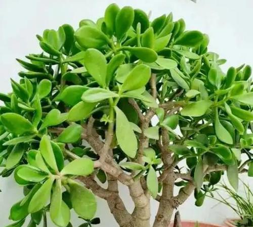 玉树叶子发黄不软是怎么回事？可能的原因和解决方法是什么？
