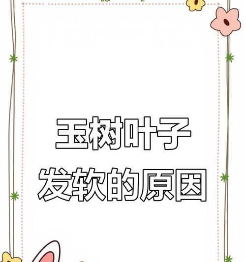 玉树叶子发黄不软是怎么回事？可能的原因和解决方法是什么？