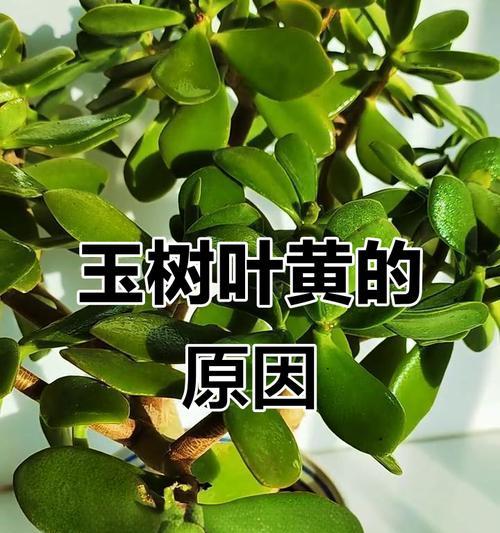 玉树叶子发黄不软是怎么回事？可能的原因和解决方法是什么？