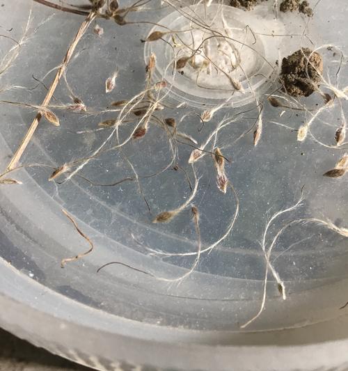 怎么识别是不是铁线莲种子？有哪些特征？