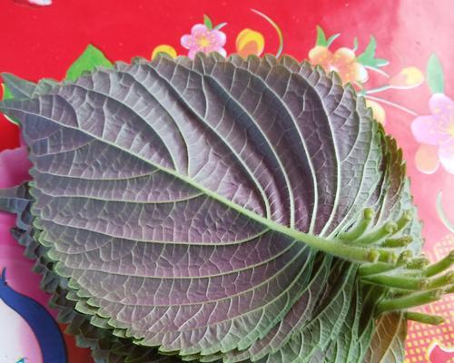 紫苏温室栽培技术要点是什么？