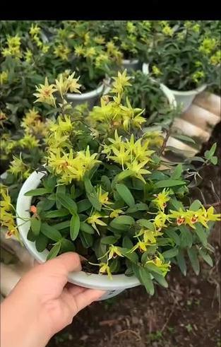 北方木桩石斛如何浇水？浇水方法有哪些特别之处？