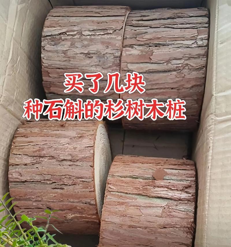 北方木桩石斛如何浇水？浇水方法有哪些特别之处？