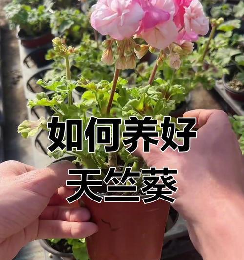大棵天竺葵的养护方法是什么？